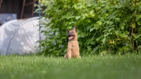 A Belgian Shepherd puppy playing in a backyard, highlighting the importance of responsible pet ownership.